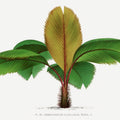 Vintage Palm Tree I Mural Wallpaper - pure wallpaper artwork