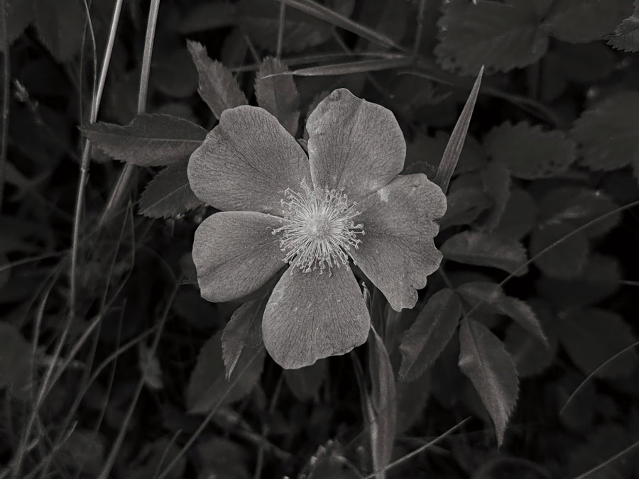 Wild Rose BW IV Mural Wallpaper