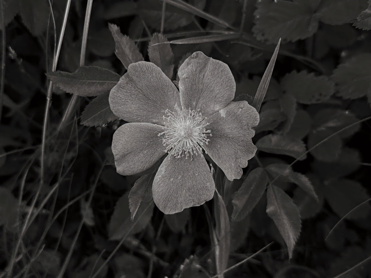 Wild Rose BW IV Mural Wallpaper - pure wallpaper artwork