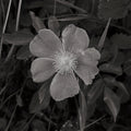 Wild Rose BW IV Mural Wallpaper - pure wallpaper artwork