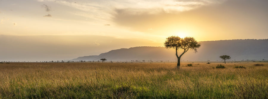 Acacia Sunset Mural Wallpaper
