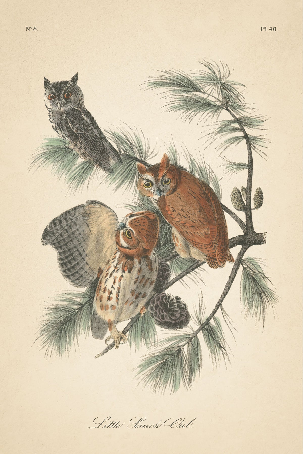 Forest Owls I Mural Wallpaper - pure wallpaper artwork