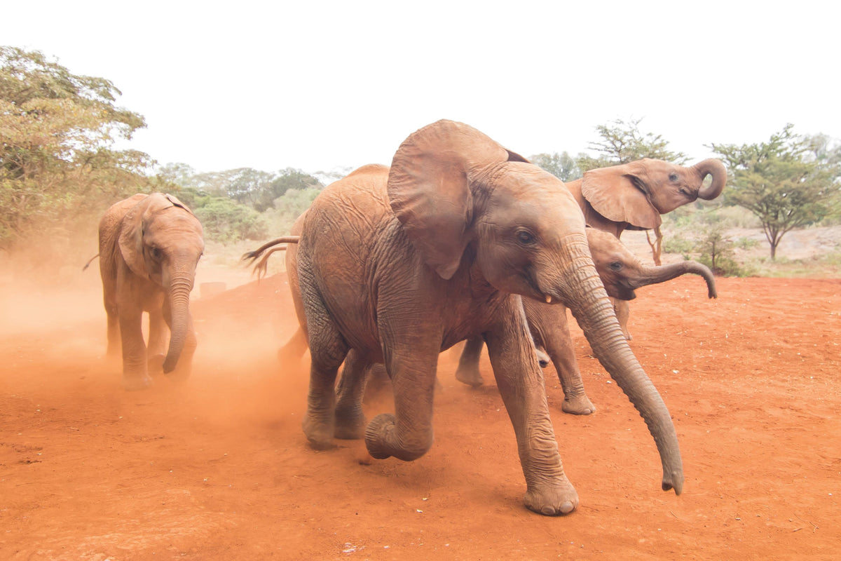 Elephant Race Mural Wallpaper - pure wallpaper artwork