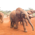 Elephant Race Mural Wallpaper - pure wallpaper artwork