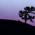 Limber Pine BW Mural Wallpaper - Blue Tone - pure wallpaper artwork