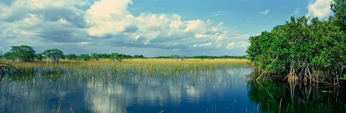 Everglades Mangrove Mural Wallpaper - pure wallpaper artwork