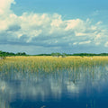 Everglades Mangrove Mural Wallpaper - pure wallpaper artwork