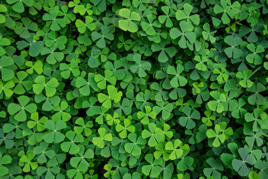 Clover Carpet Mural Wallpaper