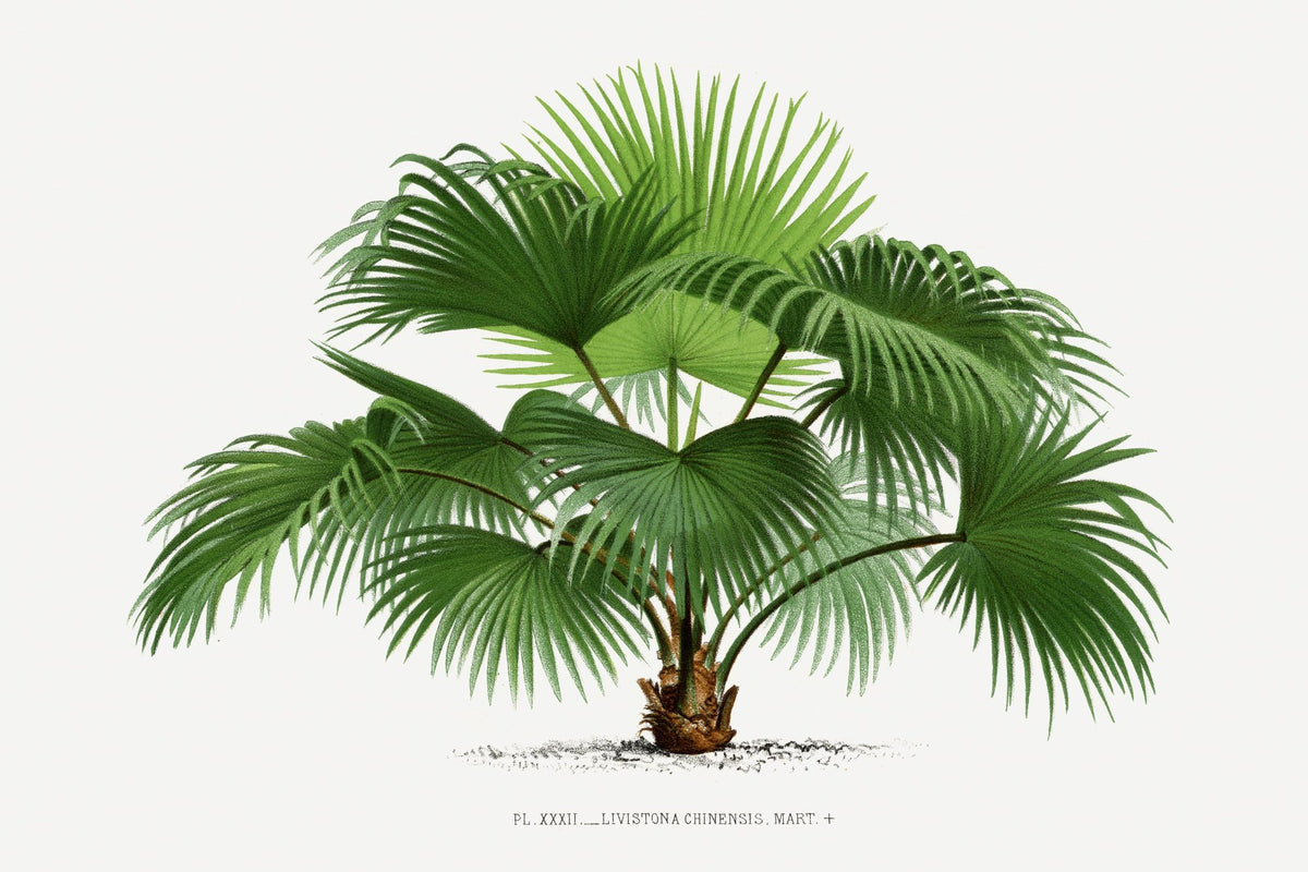 Vintage Palm Tree IV Mural Wallpaper - pure wallpaper artwork
