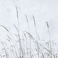 Meadow Grass II Mural Wallpaper - pure wallpaper artwork