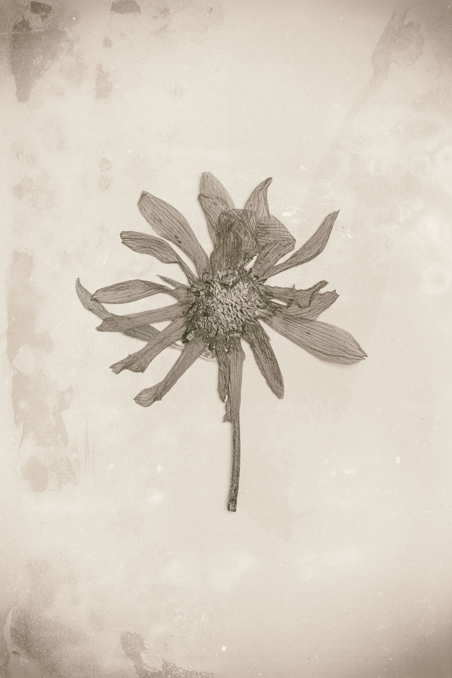 Wildflower Journal Vintage II Mural Wallpaper