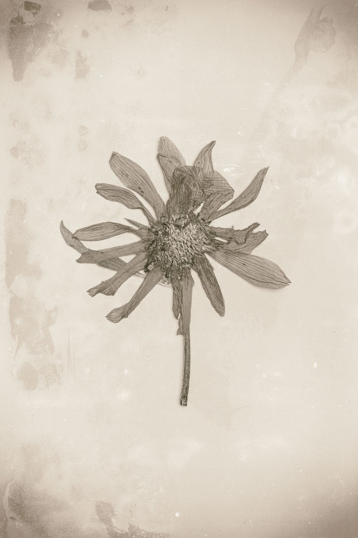 Wildflower Journal Vintage II Mural Wallpaper - pure wallpaper artwork