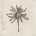 Wildflower Journal Vintage II Mural Wallpaper - pure wallpaper artwork