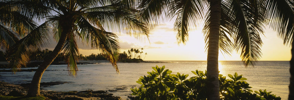Golden Palm Cove Mural Wallpaper - pure wallpaper artwork
