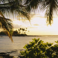 Golden Palm Cove Mural Wallpaper - pure wallpaper artwork