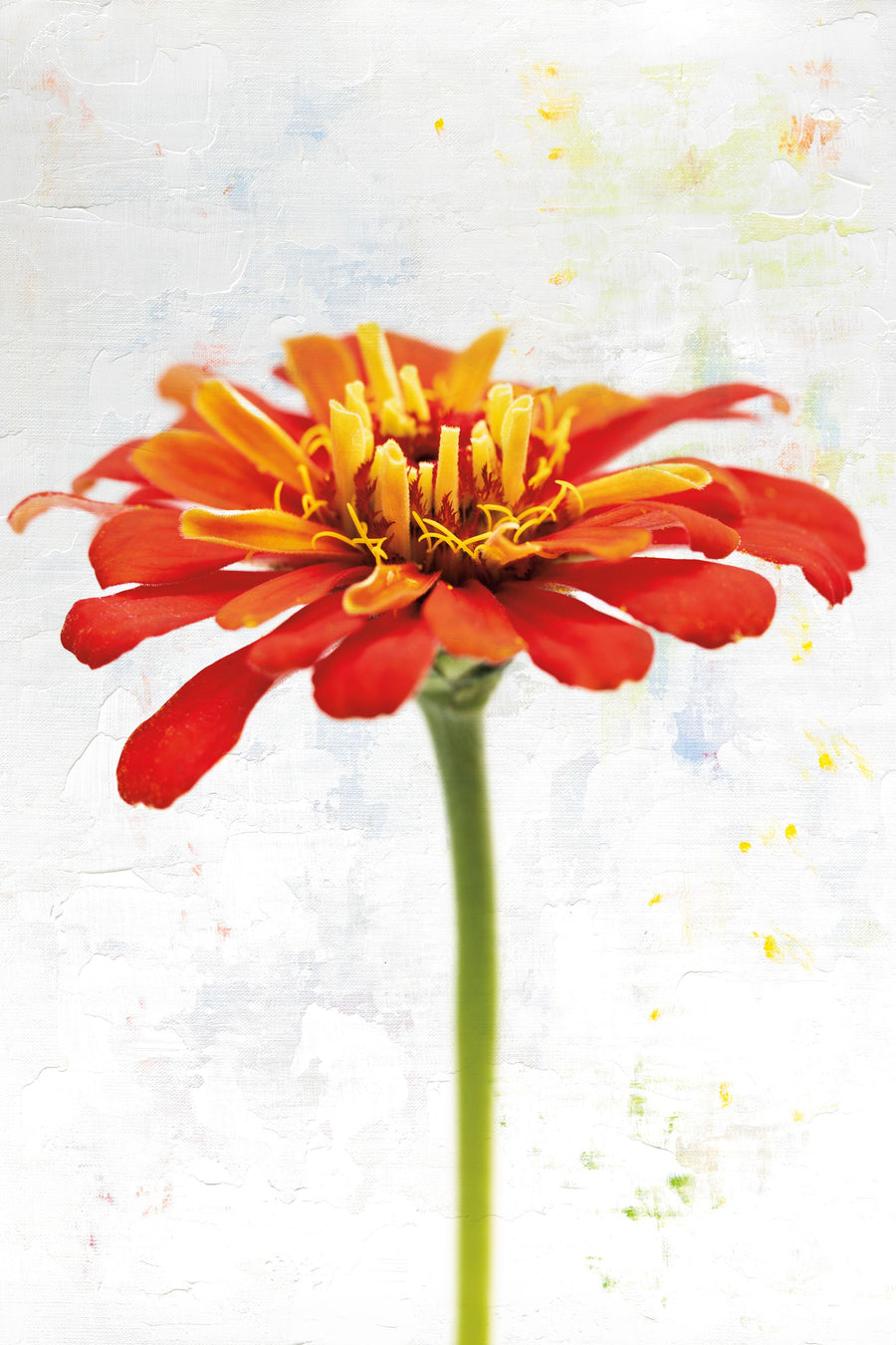 Wonderful Wildflowers IX Mural Wallpaper