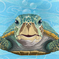 Hello Turtle, Light Blue Mural Wallpaper - pure wallpaper artwork