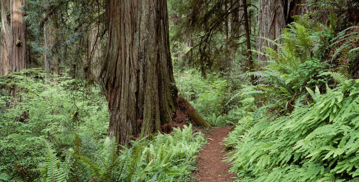 Primeval Forest Path Mural Wallpaper - pure wallpaper artwork