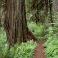 Primeval Forest Path Mural Wallpaper - pure wallpaper artwork
