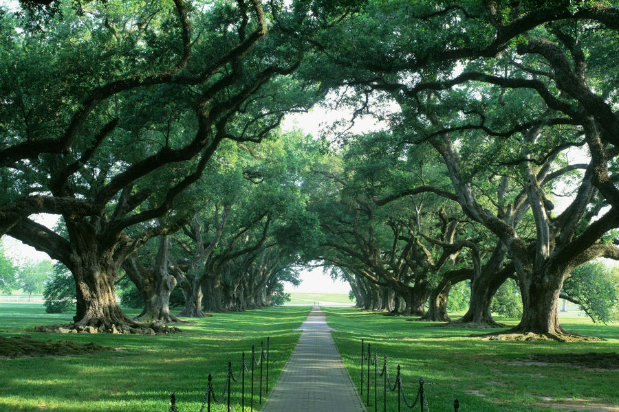 Ancient Oak Avenue Mural Wallpaper