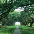 Ancient Oak Avenue Mural Wallpaper - pure wallpaper artwork