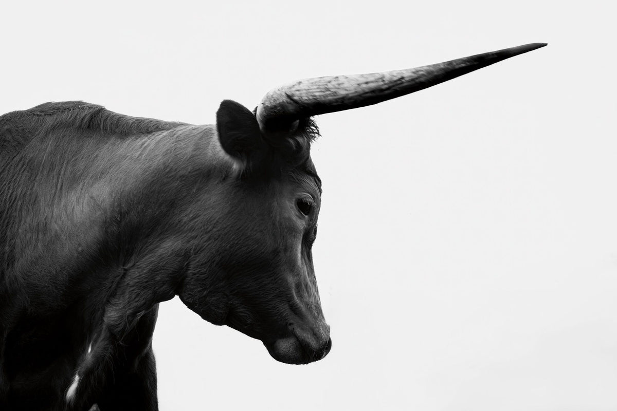 Longhorn Sunset Graze BW Mural Wallpaper - pure wallpaper artwork