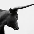 Longhorn Sunset Graze BW Mural Wallpaper - pure wallpaper artwork