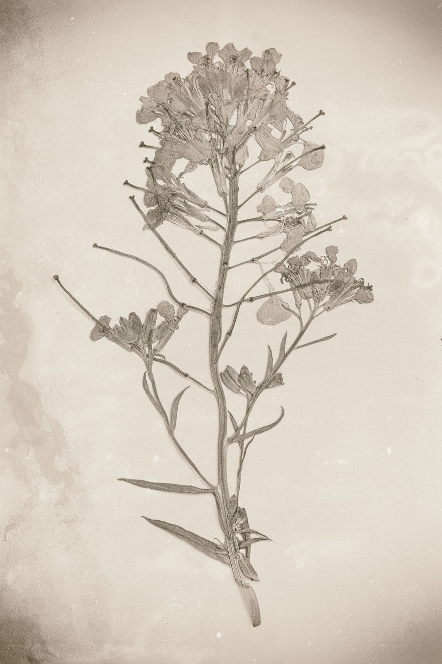 Wildflower Journal Vintage I Mural Wallpaper