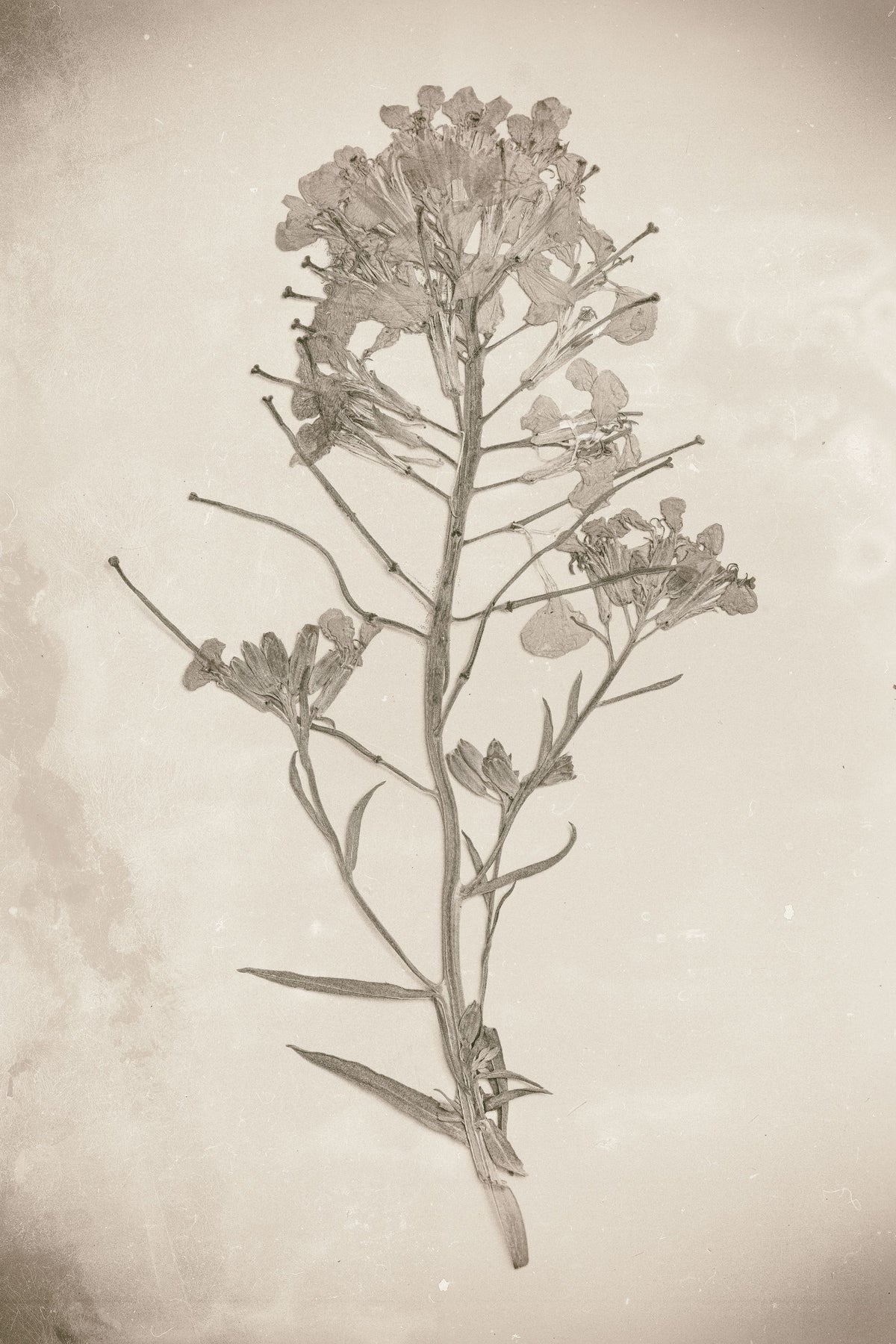 Wildflower Journal Vintage I Mural Wallpaper - pure wallpaper artwork