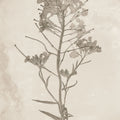 Wildflower Journal Vintage I Mural Wallpaper - pure wallpaper artwork