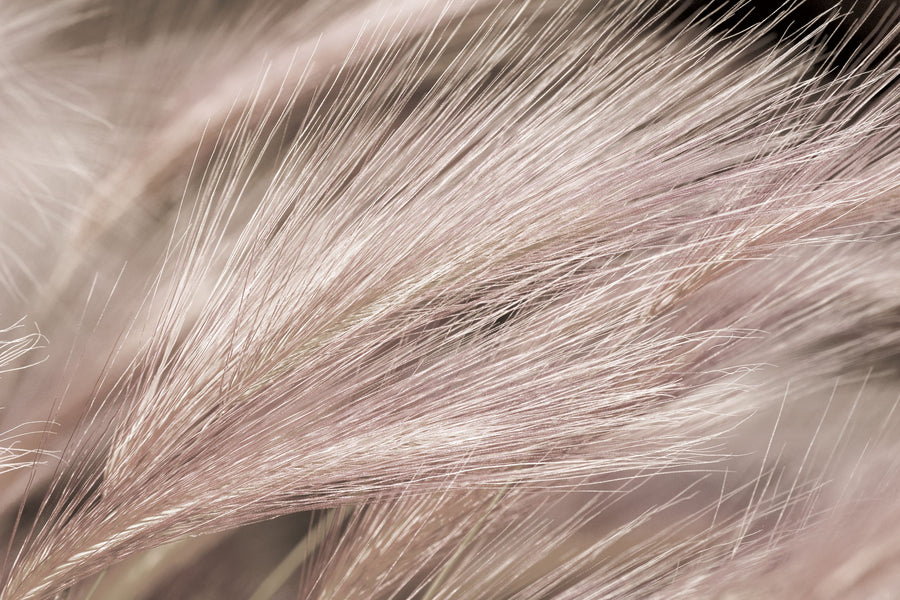 Foxtail Barley III Mural Wallpaper