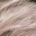 Foxtail Barley III Mural Wallpaper - pure wallpaper artwork
