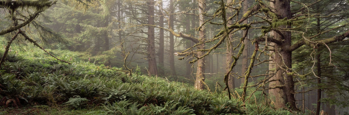 Enchanted Moss Mural Wallpaper - pure wallpaper artwork