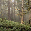 Enchanted Moss Mural Wallpaper - pure wallpaper artwork