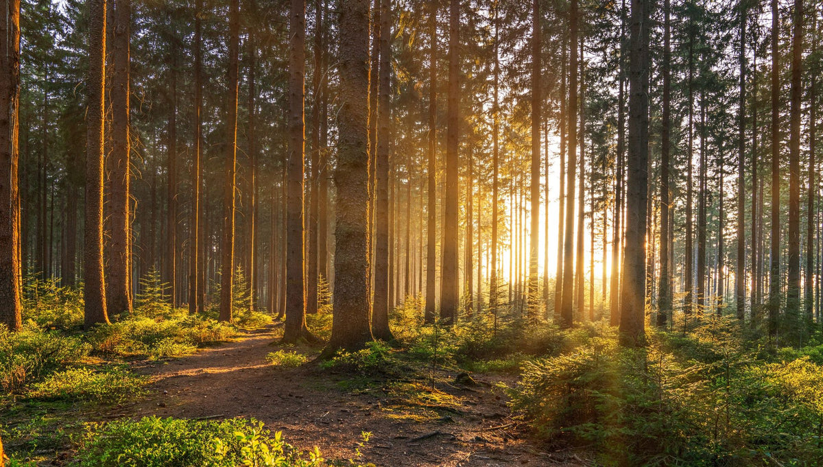 Silent Forest Mural Wallpaper - pure wallpaper artwork