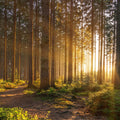 Silent Forest Mural Wallpaper - pure wallpaper artwork