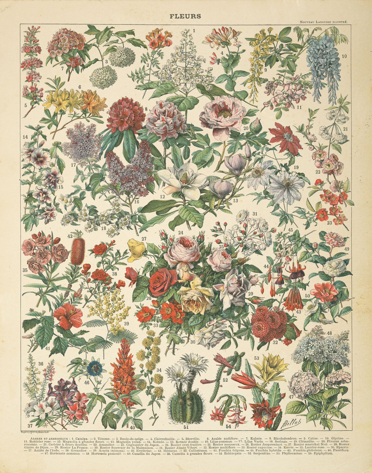French Flower Chart Mural Wallpaper - pure wallpaper artwork