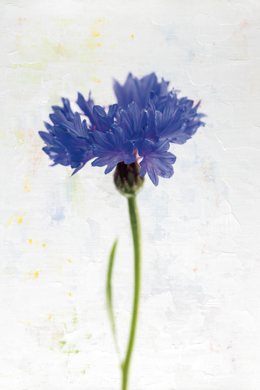 Wonderful Wildflowers VI Mural Wallpaper