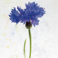 Wonderful Wildflowers VI Mural Wallpaper - pure wallpaper artwork