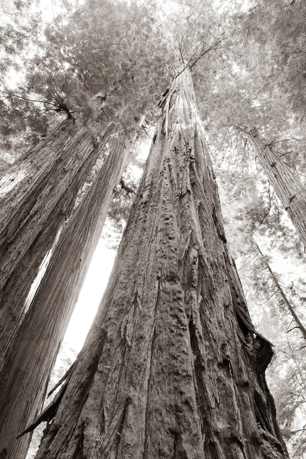 Ancient Redwood Forest Mural Wallpaper - pure wallpaper artwork