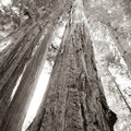 Ancient Redwood Forest Mural Wallpaper - pure wallpaper artwork