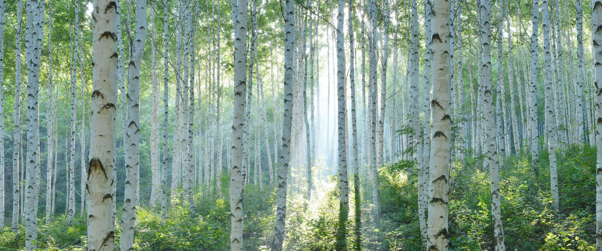 Peaceful Birch Woods Mural Wallpaper - pure wallpaper artwork