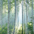 Peaceful Birch Woods Mural Wallpaper - pure wallpaper artwork