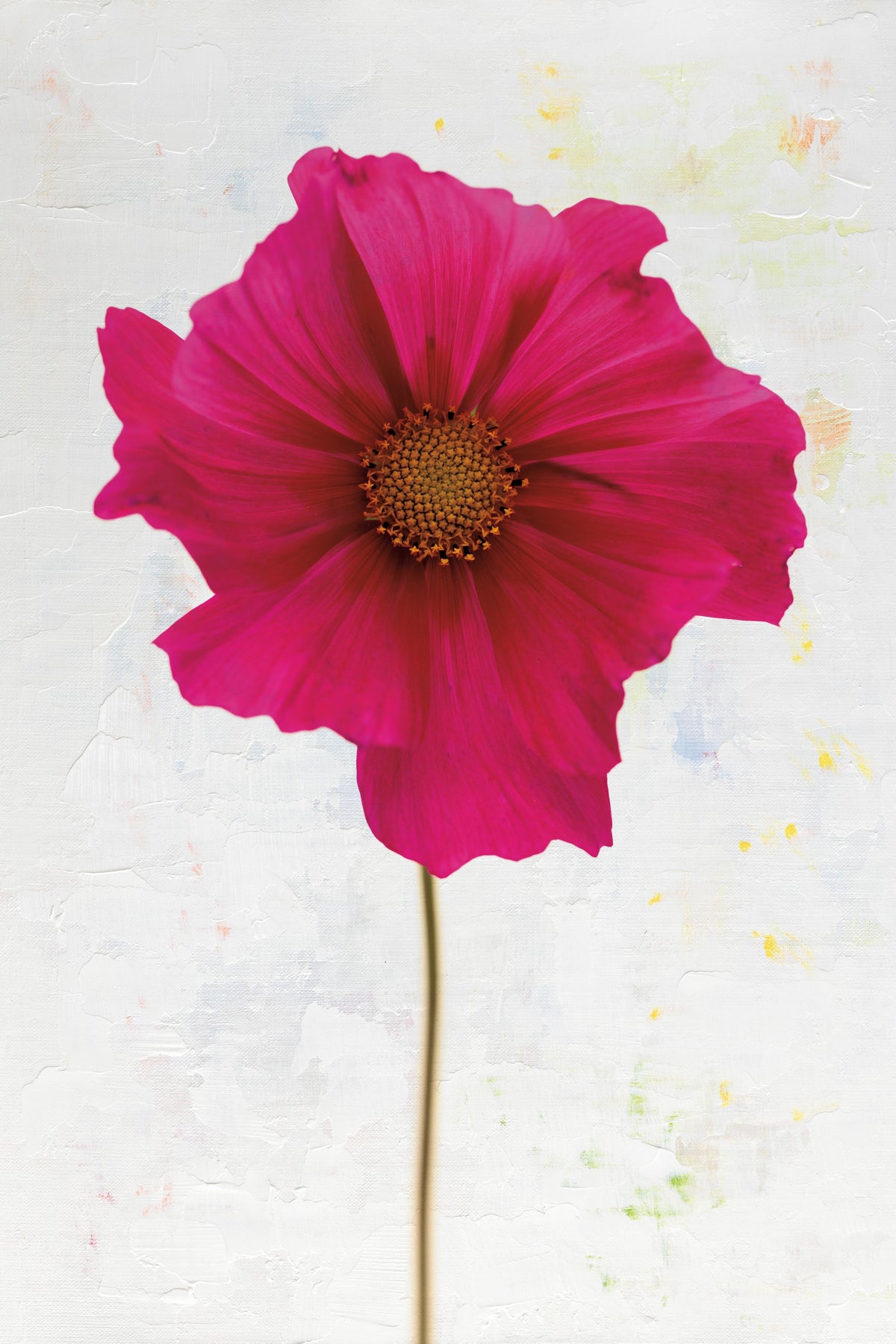 Wonderful Wildflowers II Mural Wallpaper - pure wallpaper artwork