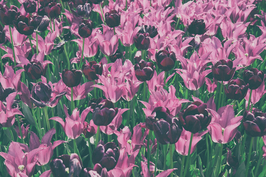 Tulip Reach Mural Wallpaper