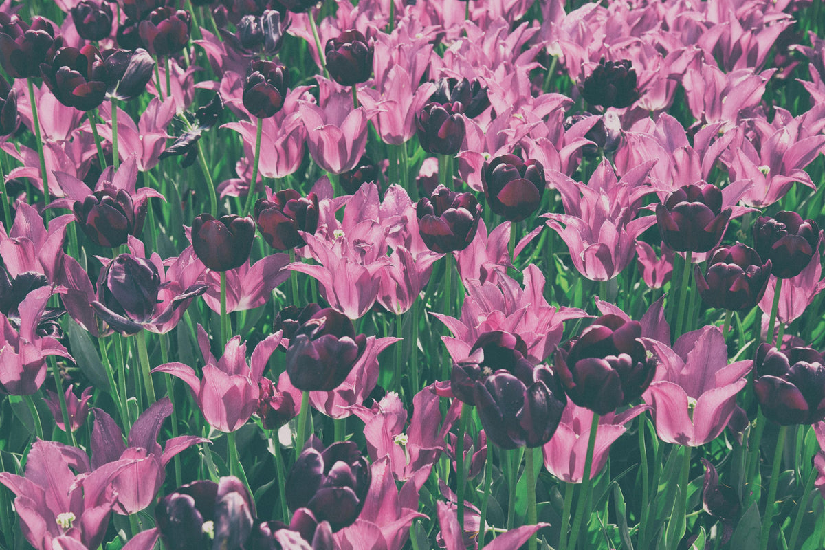 Tulip Reach Mural Wallpaper - pure wallpaper artwork