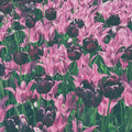 Tulip Reach Mural Wallpaper - pure wallpaper artwork