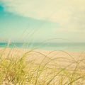 Beach Grass Mural Wallpaper - pure wallpaper artwork