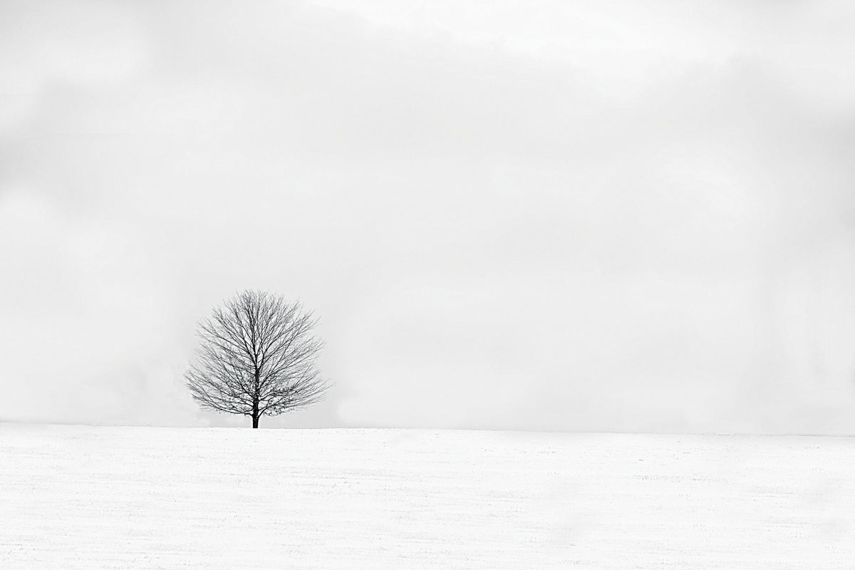 Bare Winter Mural Wallpaper - pure wallpaper artwork