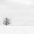 Bare Winter Mural Wallpaper - pure wallpaper artwork